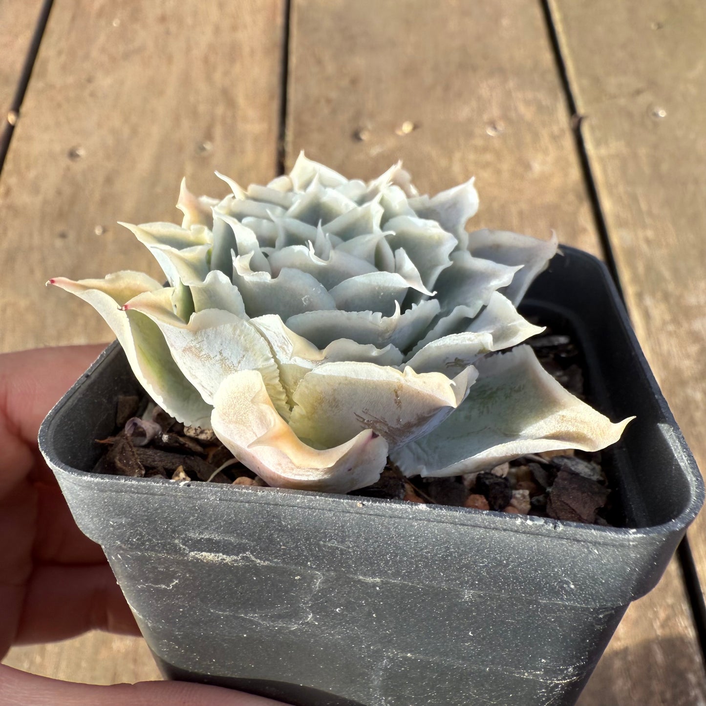 2406 Echeveria Simulans Sp.