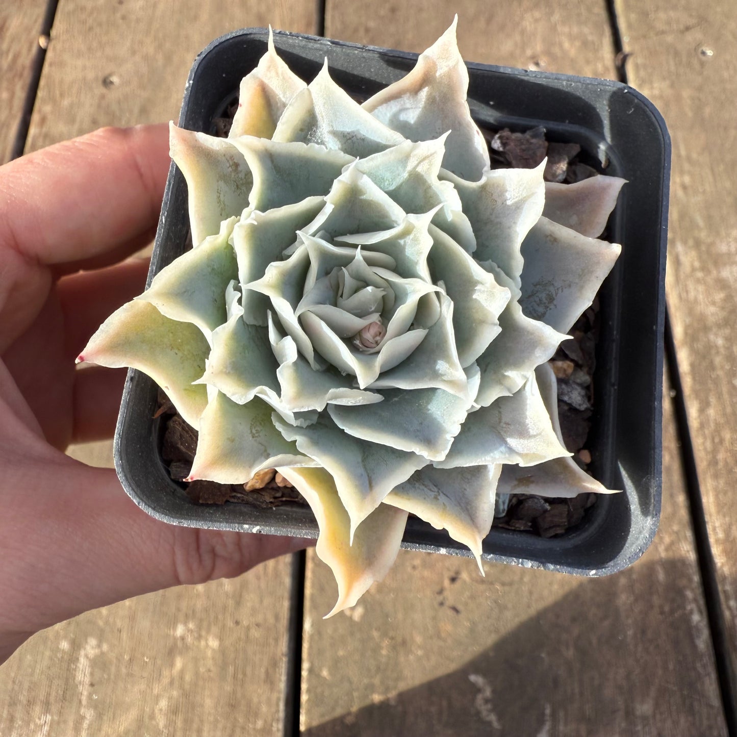 2406 Echeveria Simulans Sp.