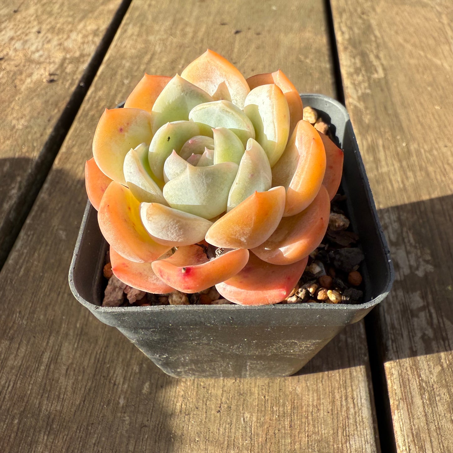 2406 Echeveria ‘Blood Orange’
