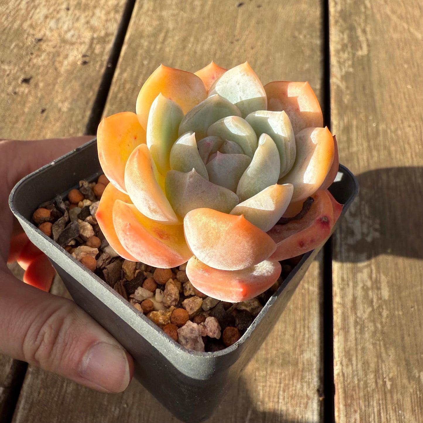 2406 Echeveria ‘Blood Orange’