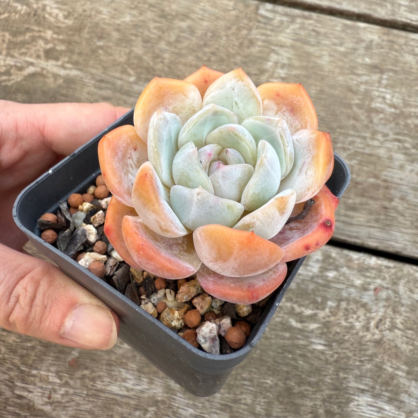2406 Echeveria ‘Blood Orange’