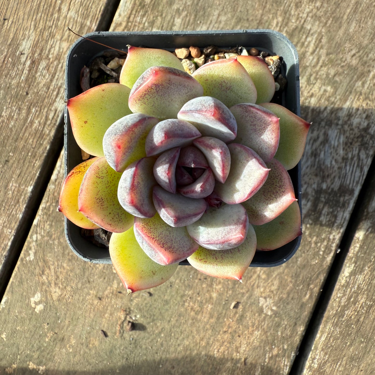 2406 Echeveria ‘Ferrero’