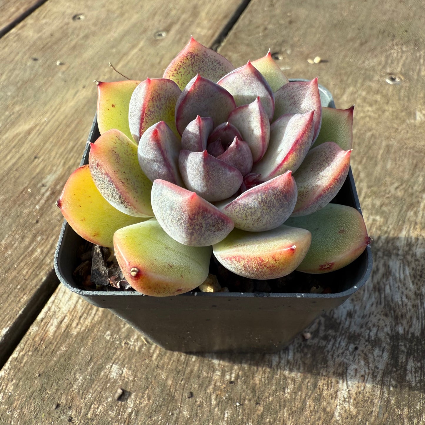 2406 Echeveria ‘Ferrero’