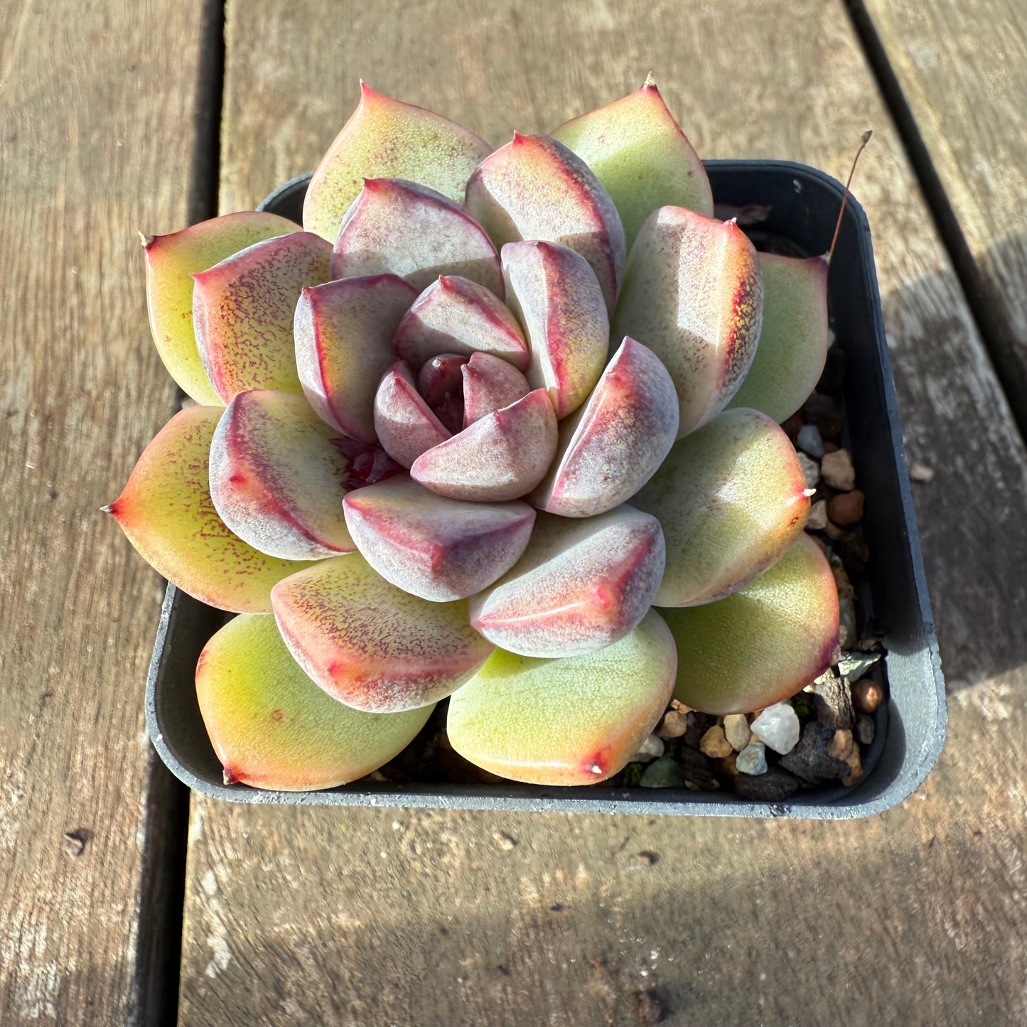 2406 Echeveria ‘Ferrero’
