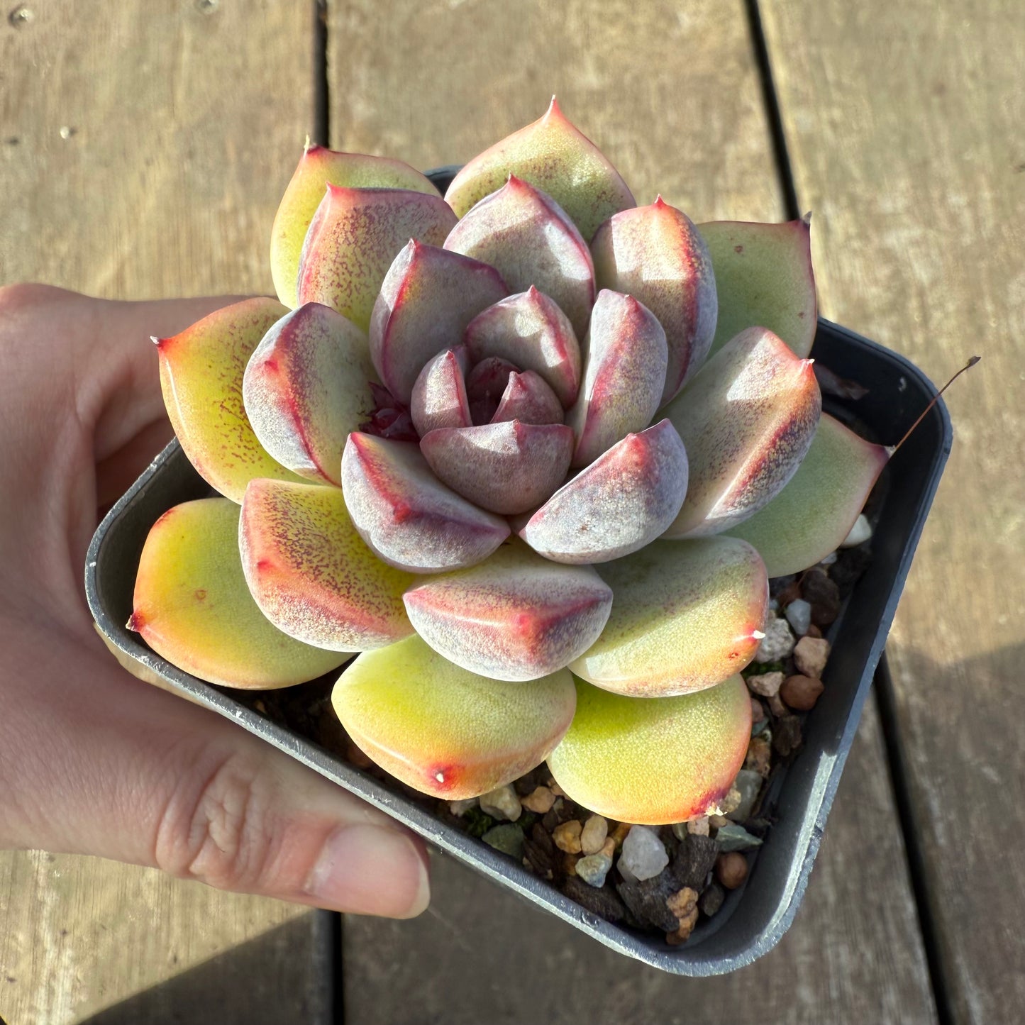 2406 Echeveria ‘Ferrero’