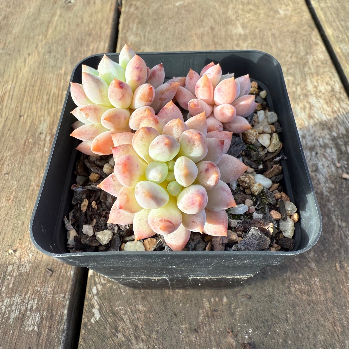 2406 Echeveria ‘Icecream’