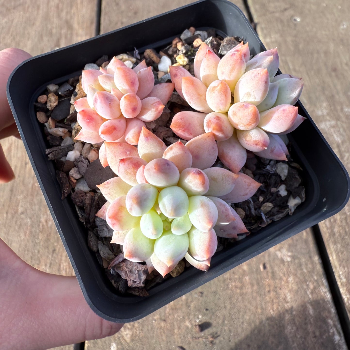 2406 Echeveria ‘Icecream’