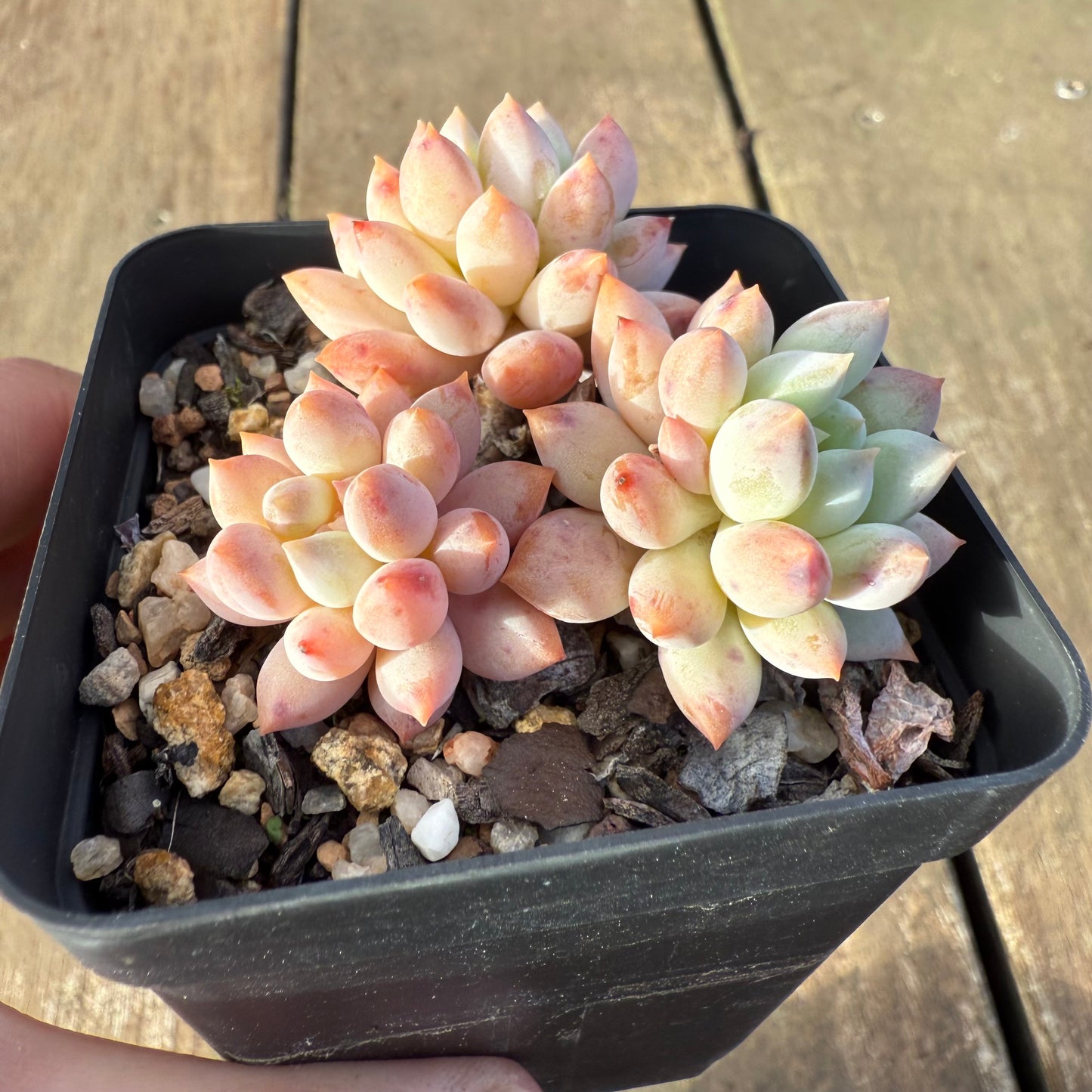2406 Echeveria ‘Icecream’