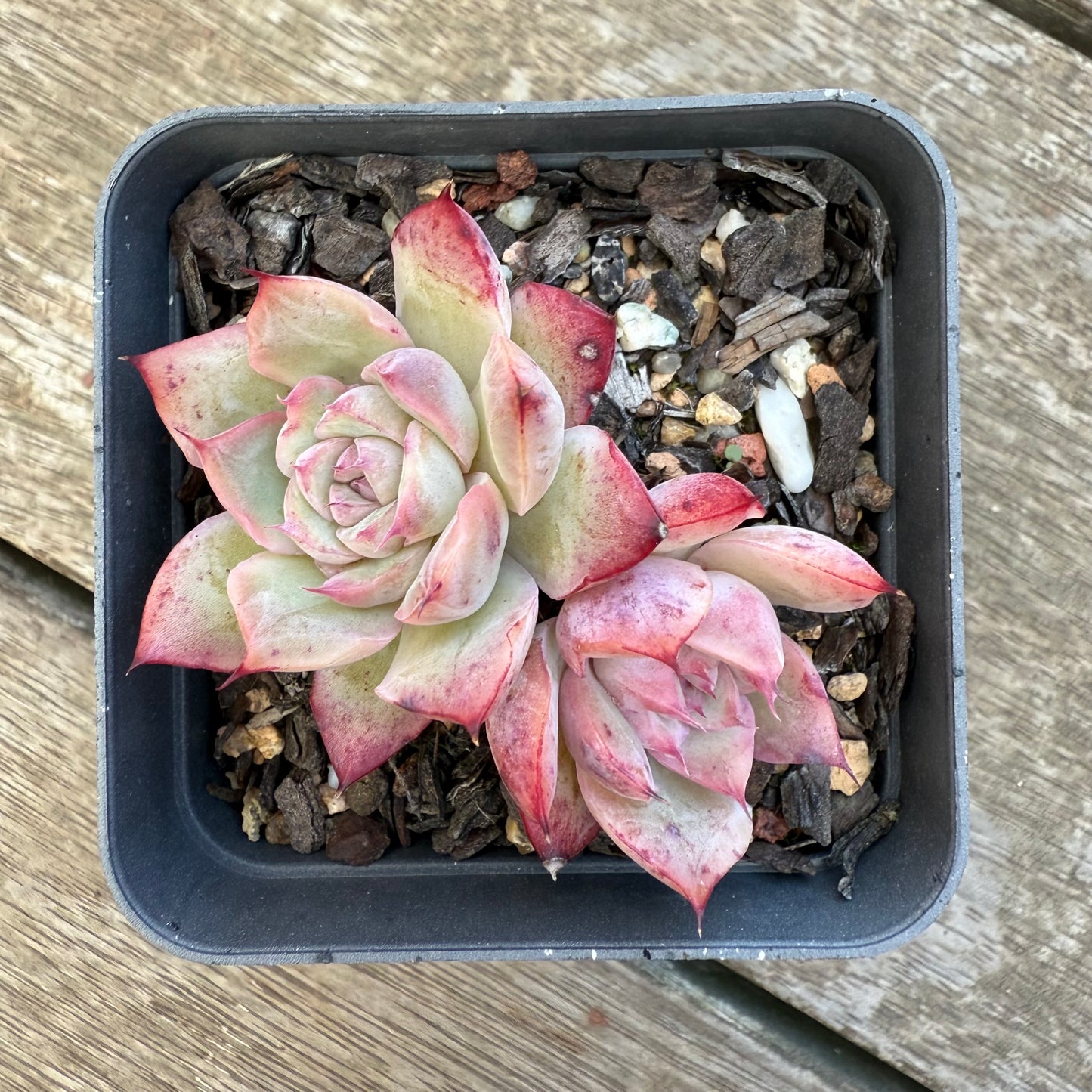2406 Echeveria 'Miss Swan'