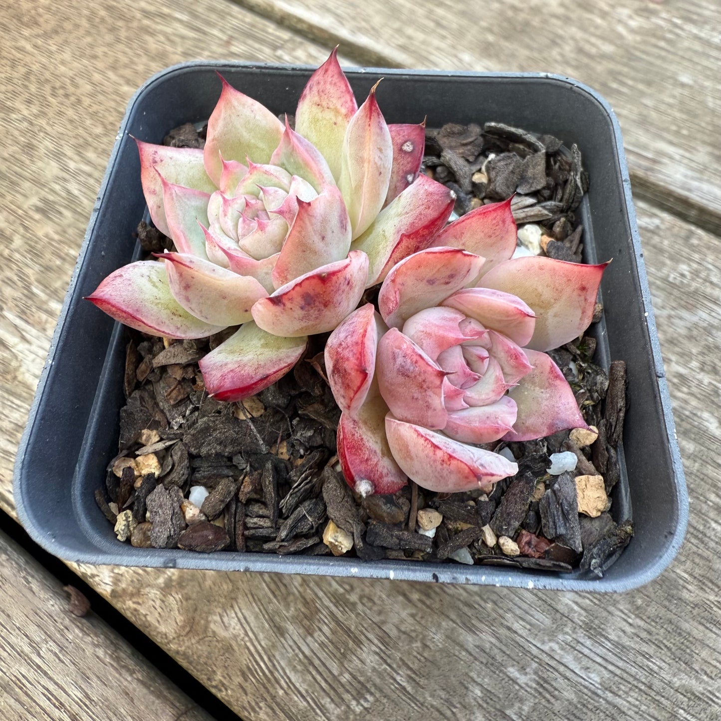 2406 Echeveria 'Miss Swan'