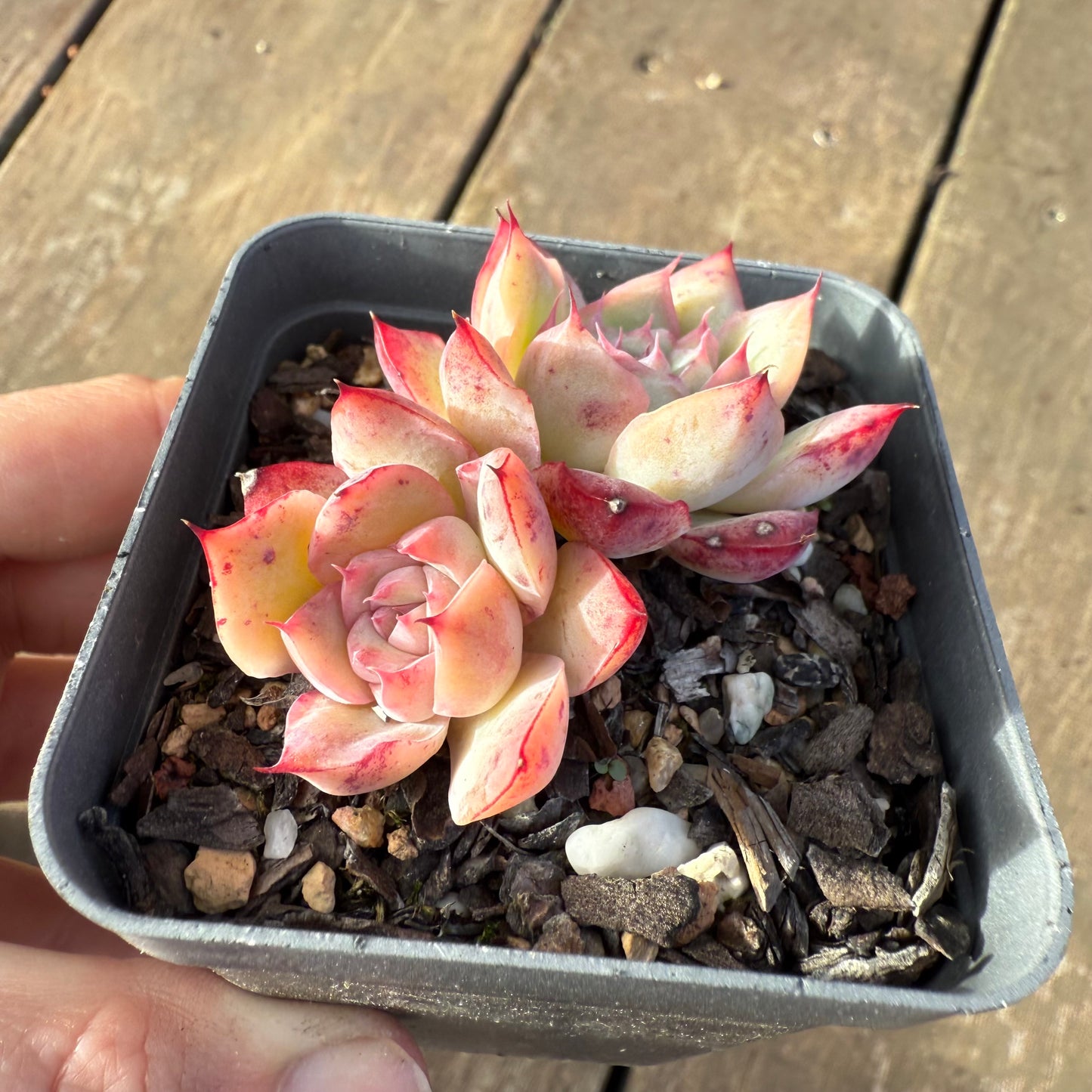 2406 Echeveria 'Miss Swan'