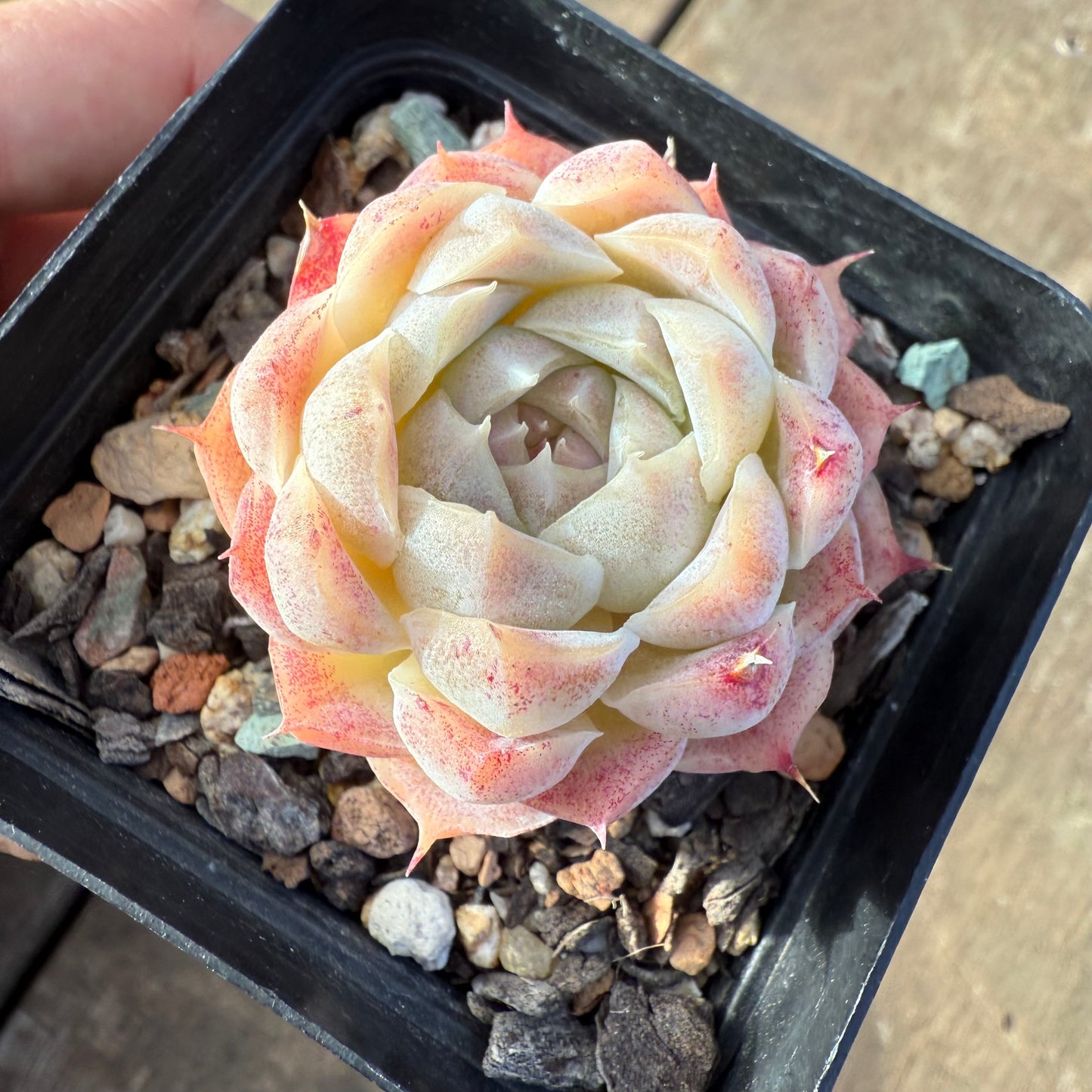 2406 Echeveria 'Peach Queen'