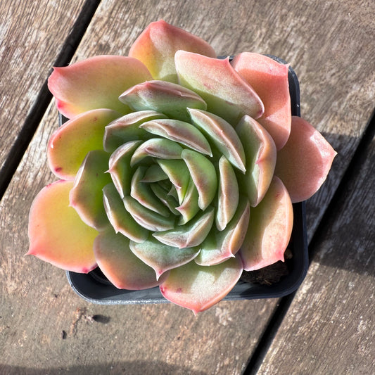 2406 Echeveria 'Purple Butterfly' (Wide Leaf Form)