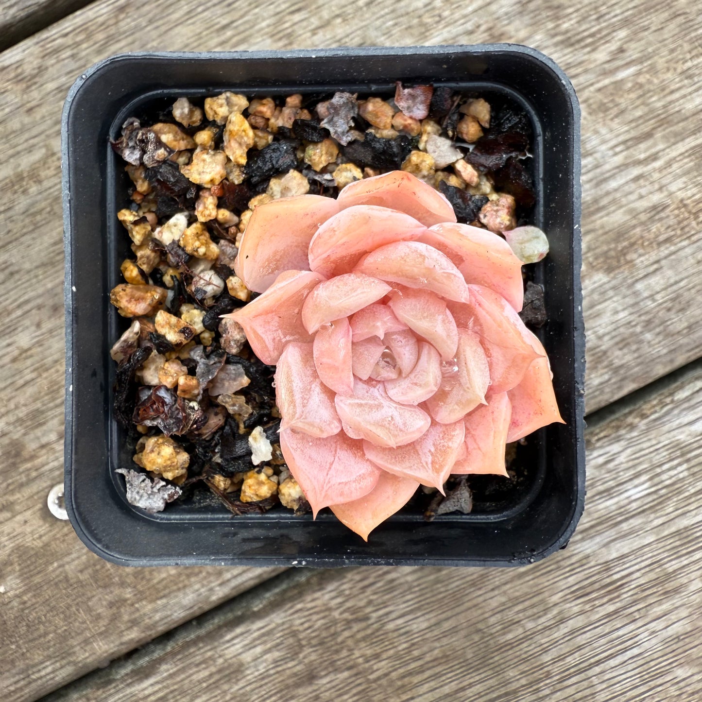 2406 Echeveria 'Star Dew'