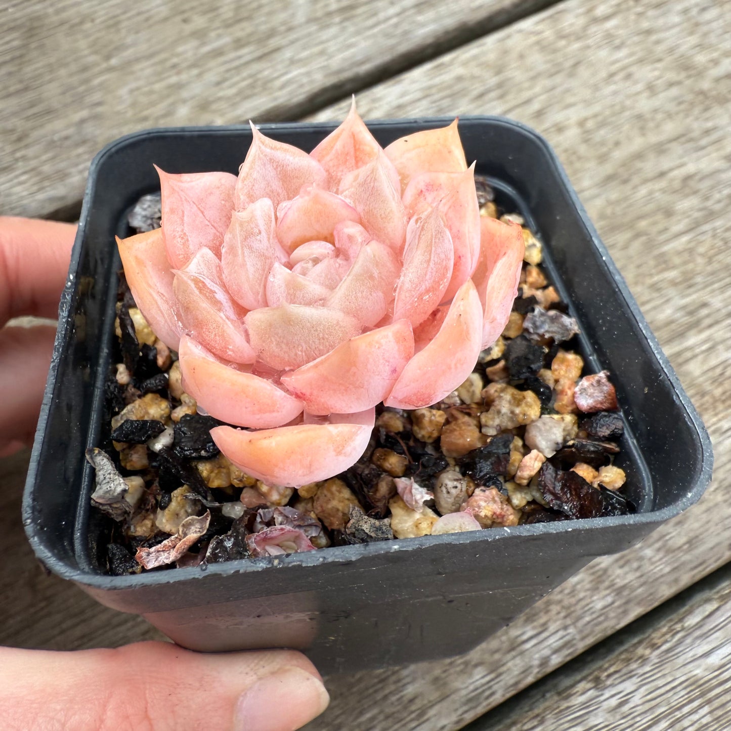 2406 Echeveria 'Star Dew'