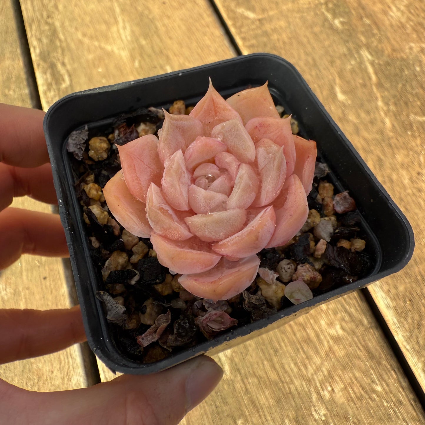 2406 Echeveria 'Star Dew'