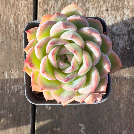 2406 Echeveria Strawberry Cake (with pup)