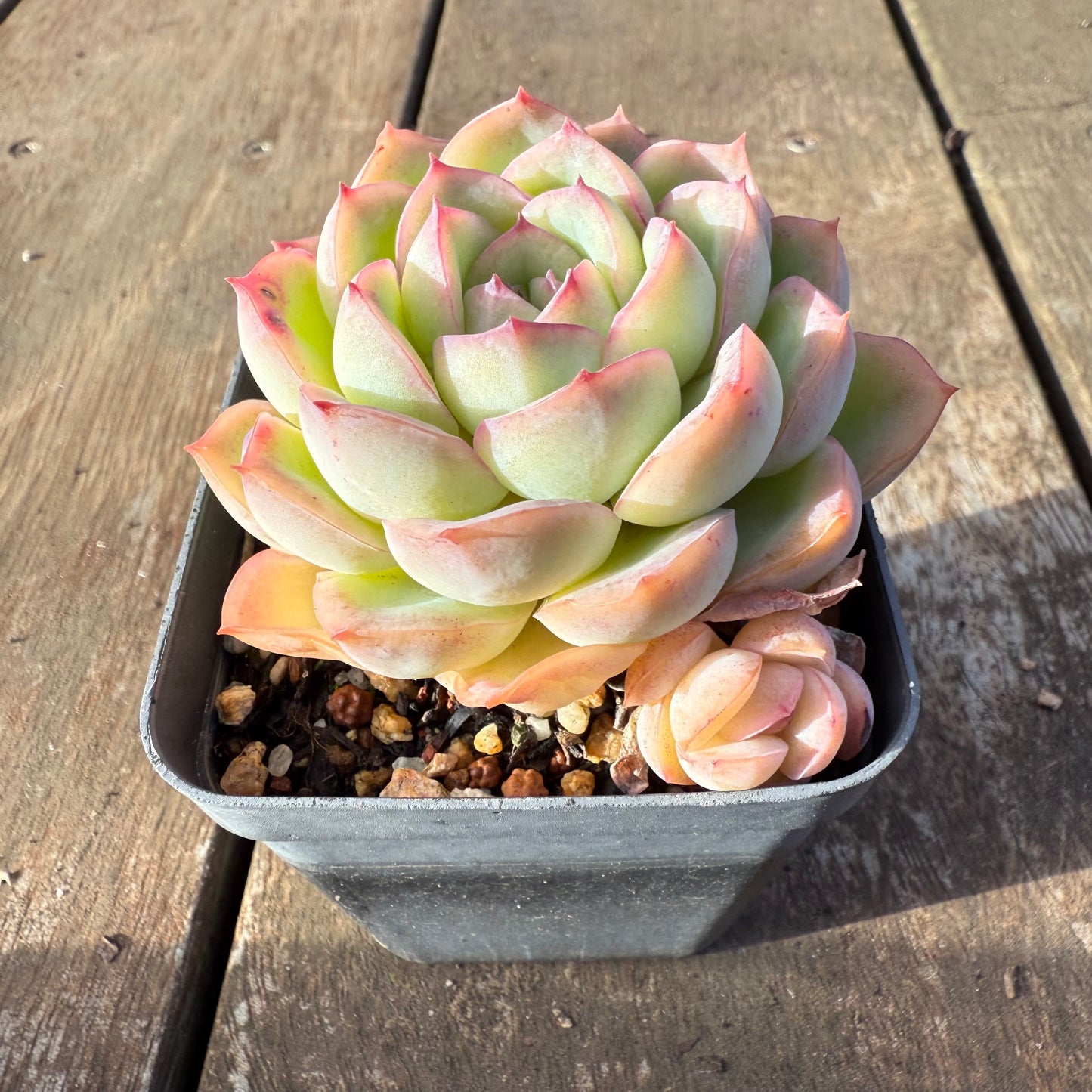 2406 Echeveria Strawberry Cake (with pup)