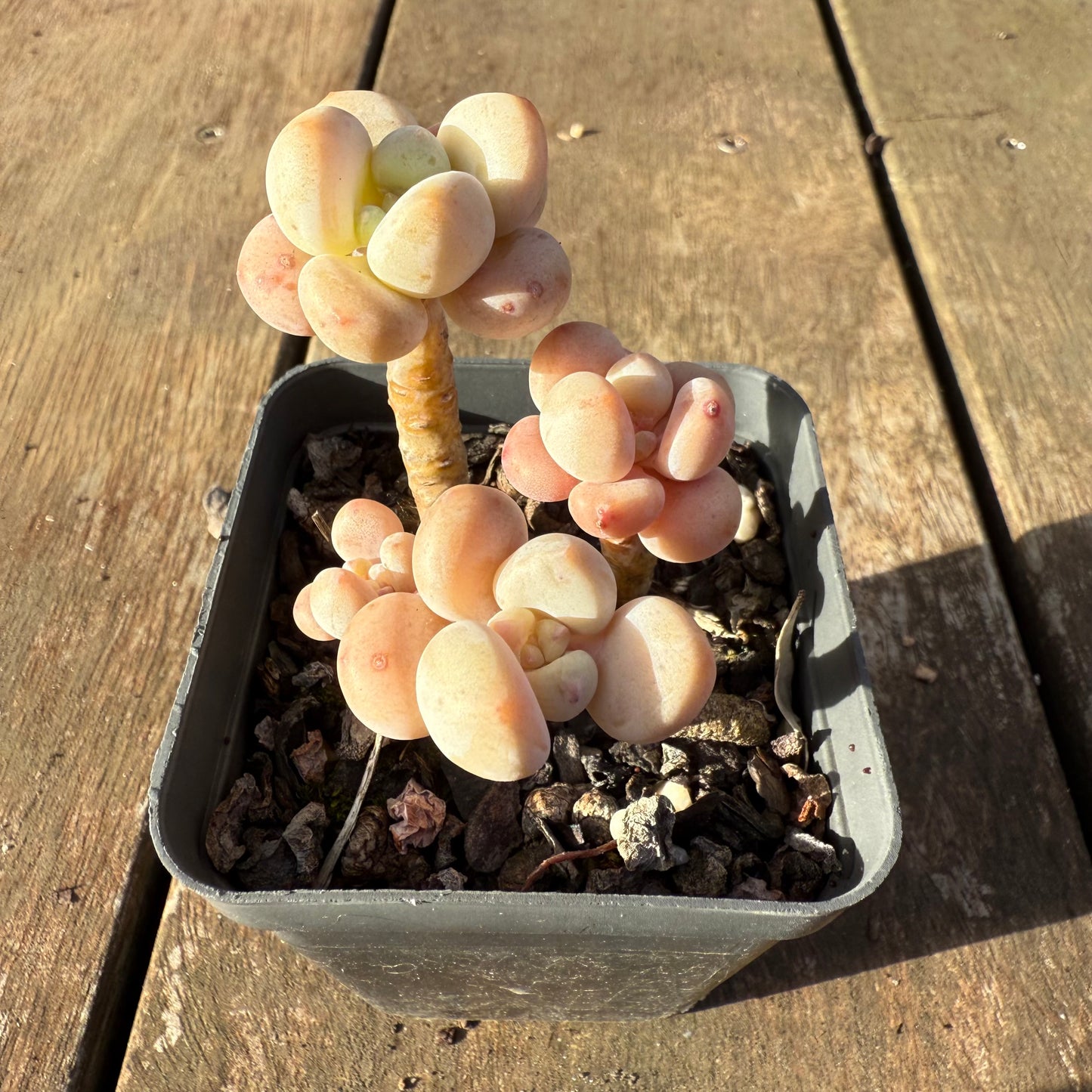 2406 Graptosedum Miul