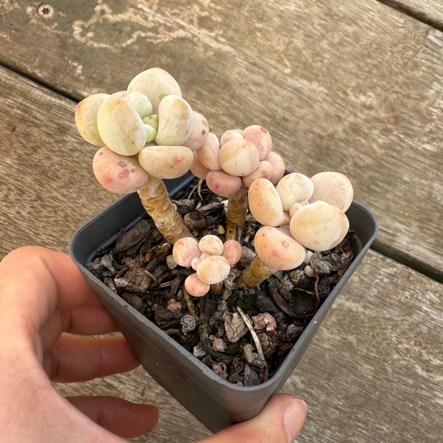 2406 Graptosedum Miul