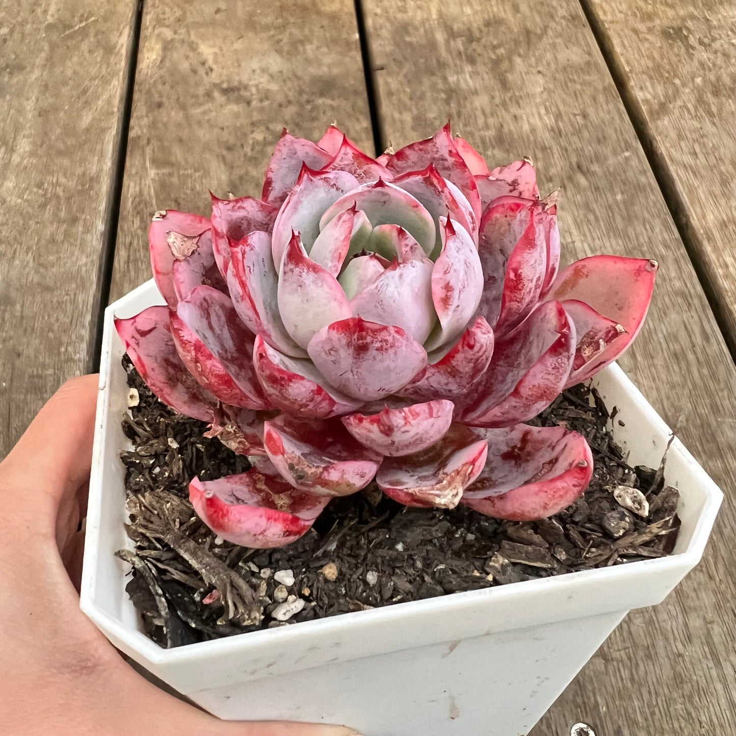 2410 Echeveria Hera