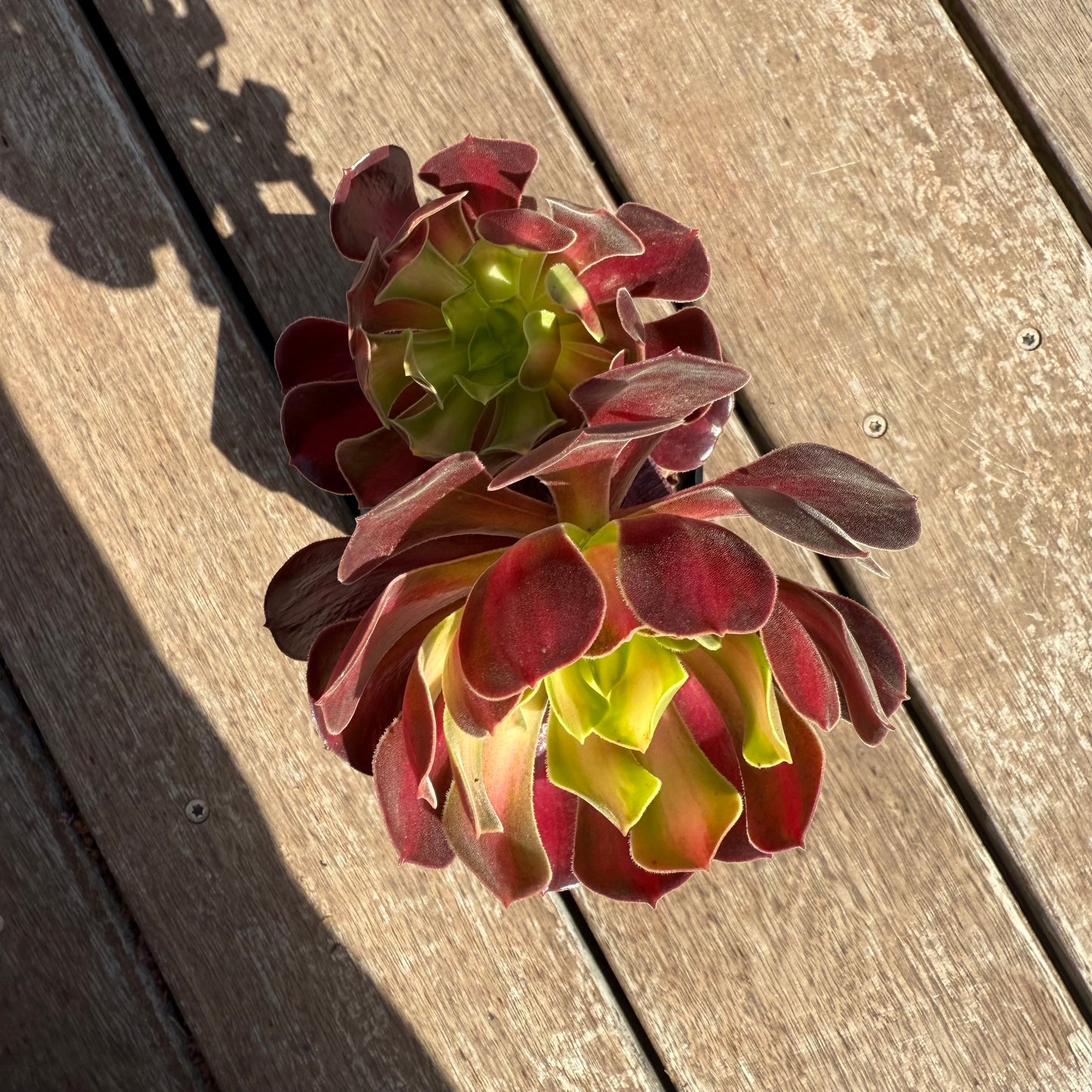 2503 Aeonium Middle Variegation 红中斑锦