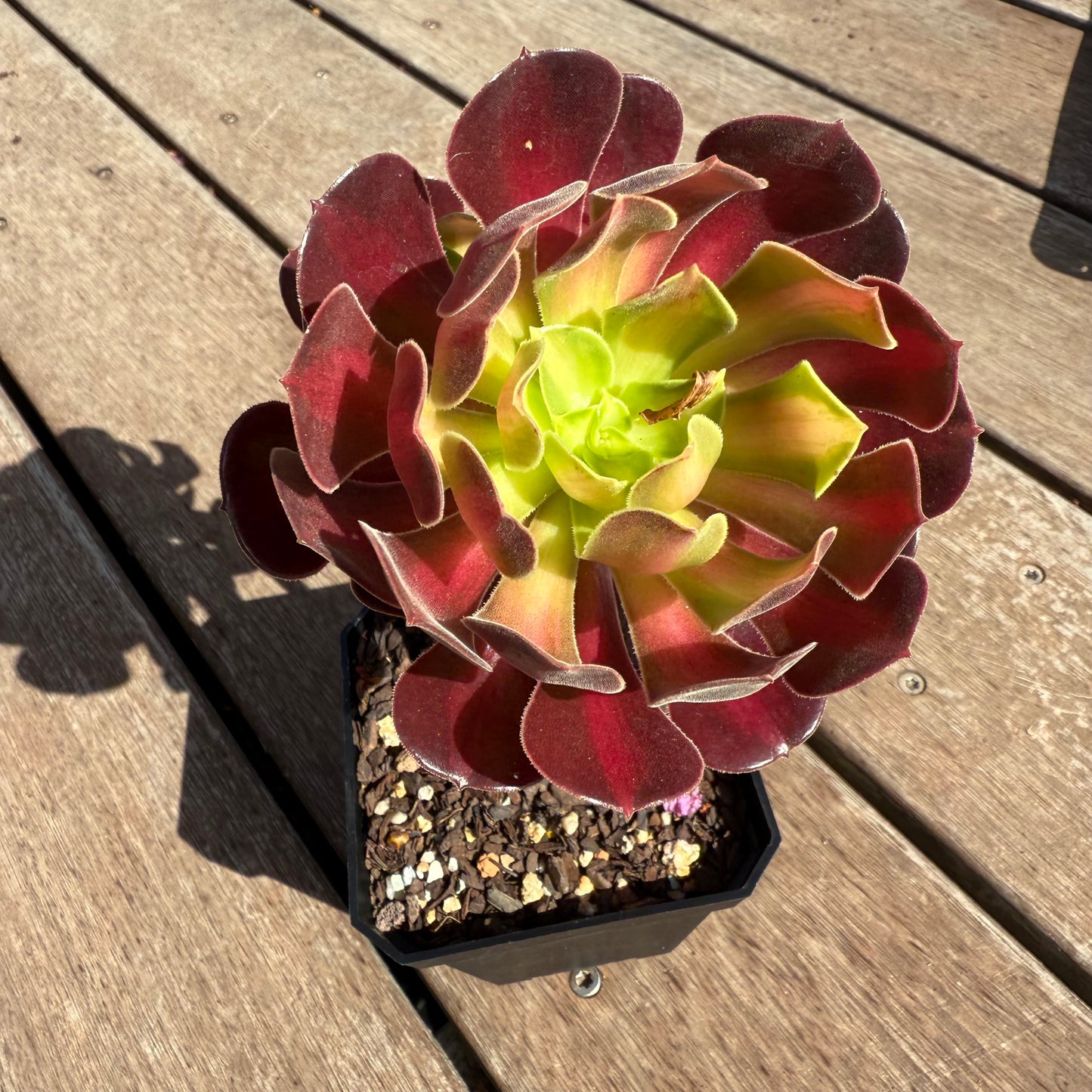 2503 Aeonium Middle Variegation 红中斑锦
