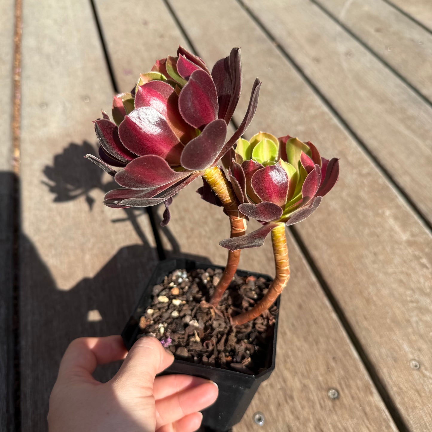 2503 Aeonium Middle Variegation 红中斑锦