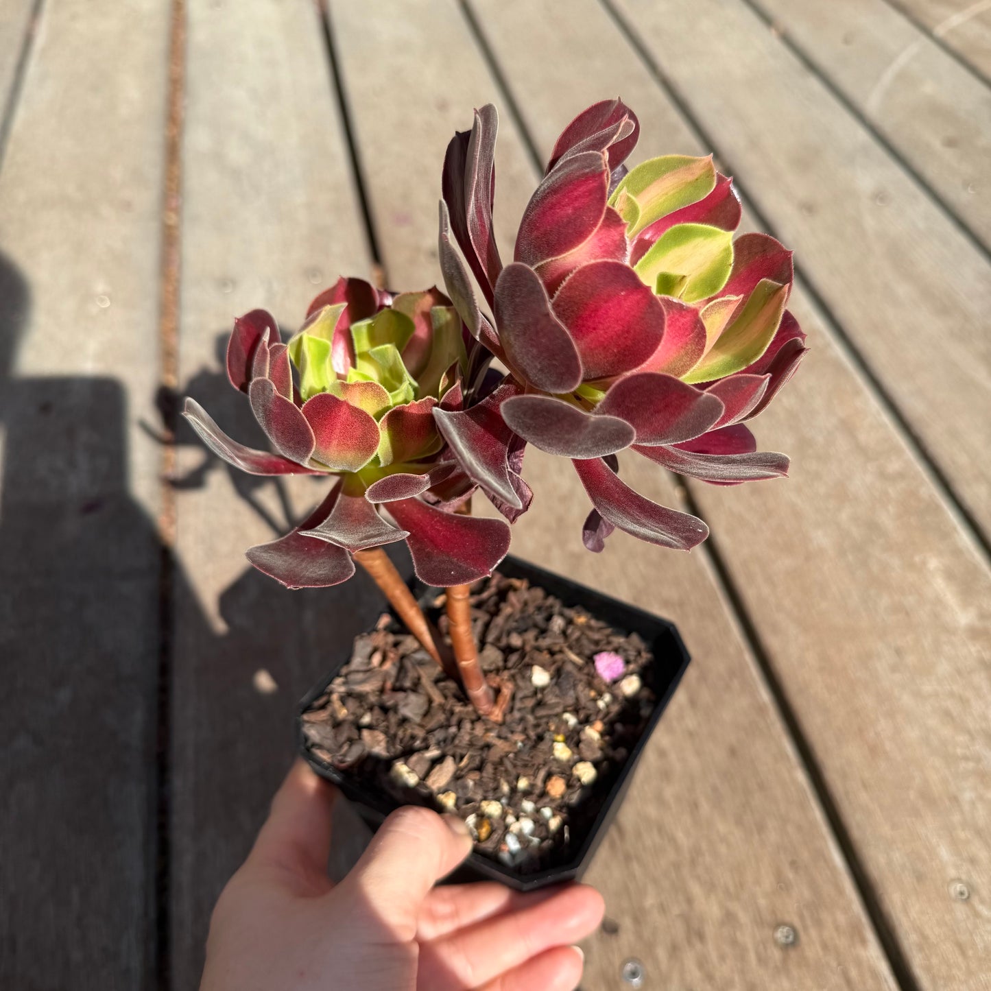2503 Aeonium Middle Variegation 红中斑锦