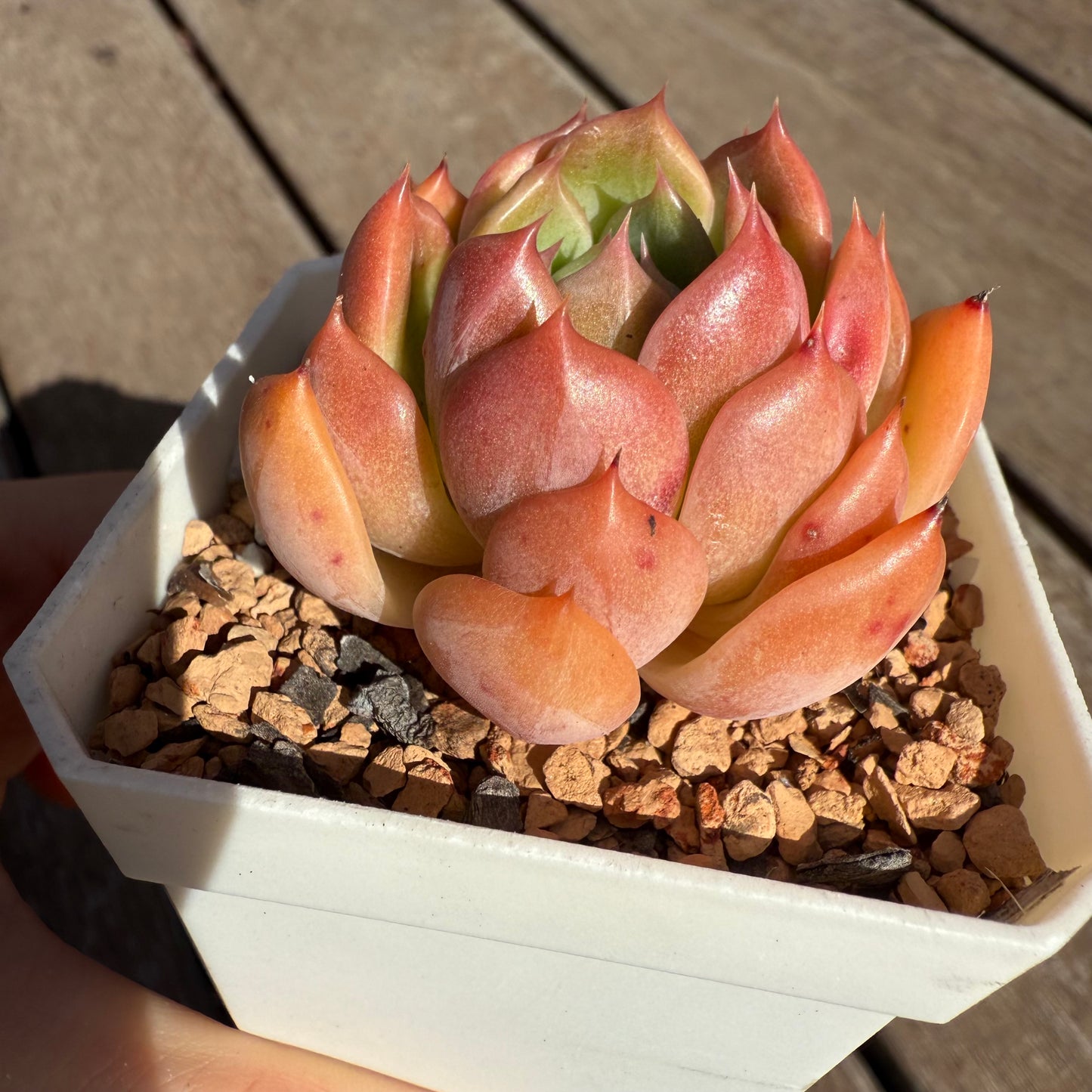 2503 Echeveria Chrome Hearts