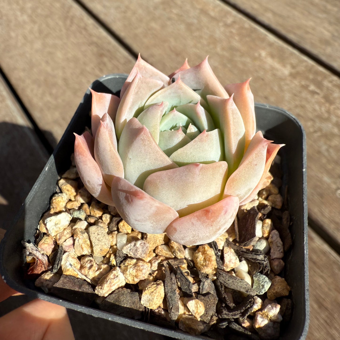 2503 Echeveria Laui x Laulensis