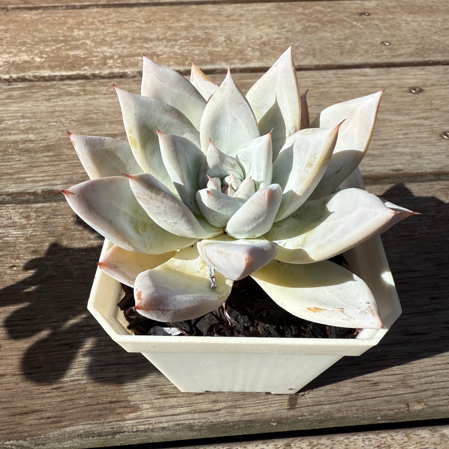 2503 墨西哥巨人