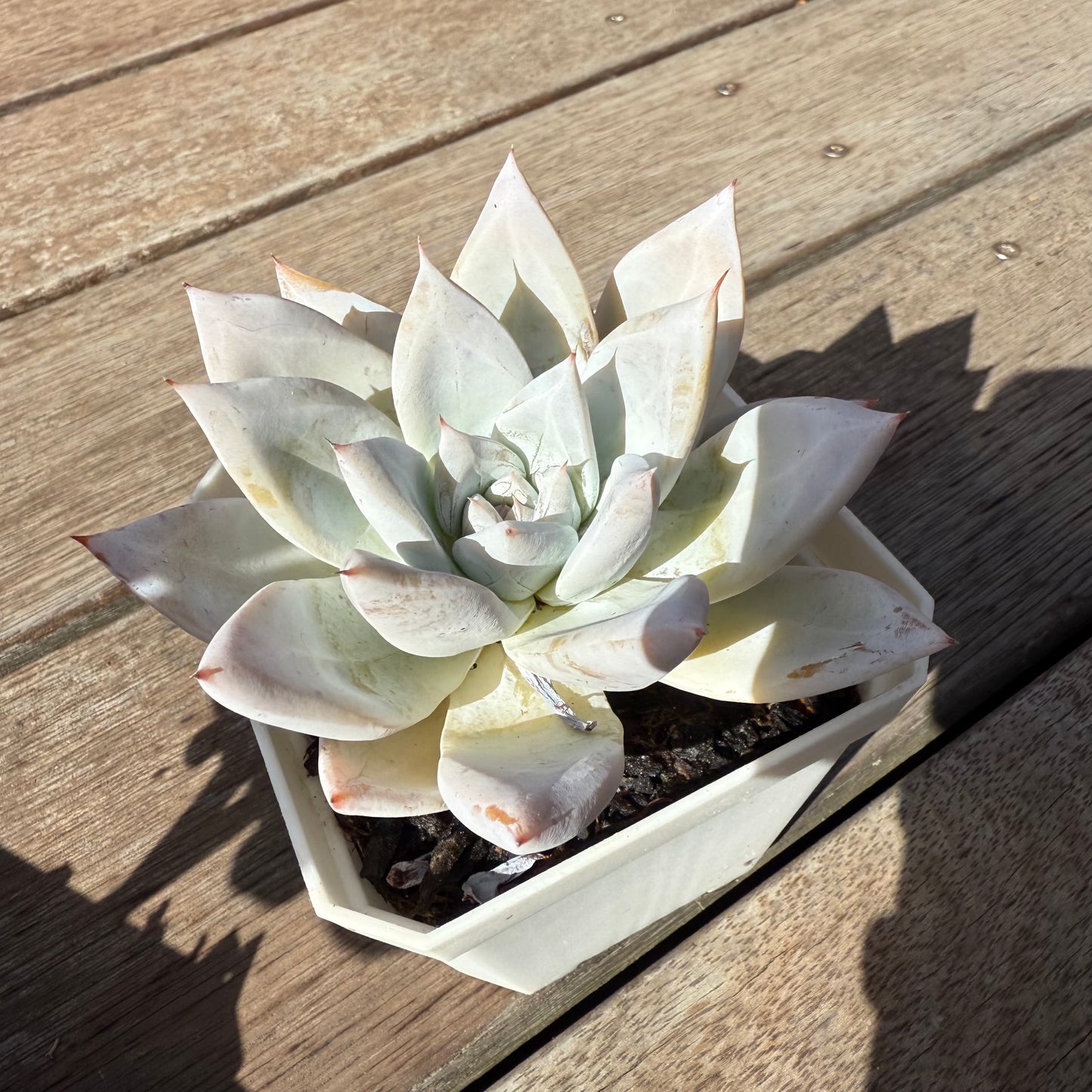 2503 墨西哥巨人