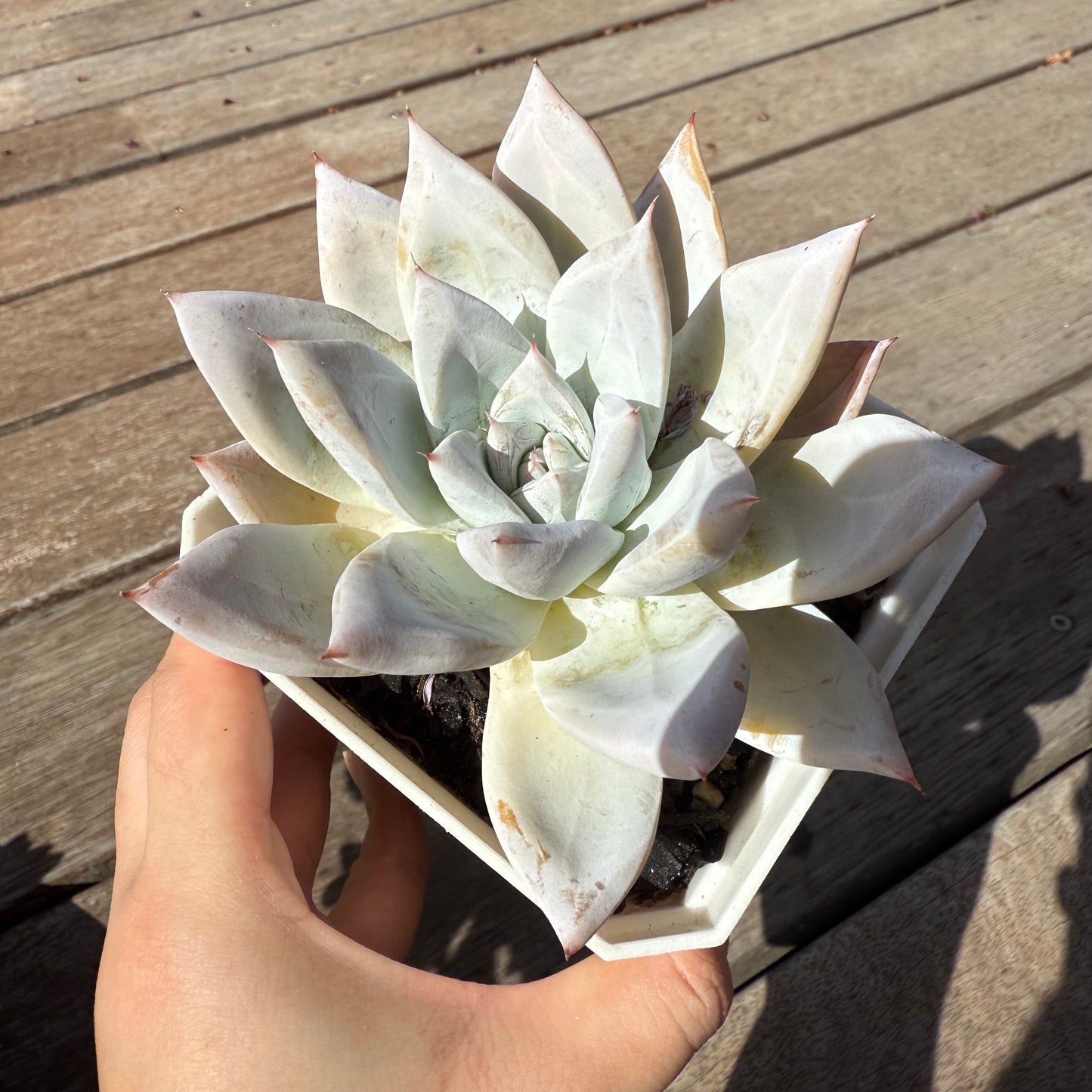 2503 墨西哥巨人