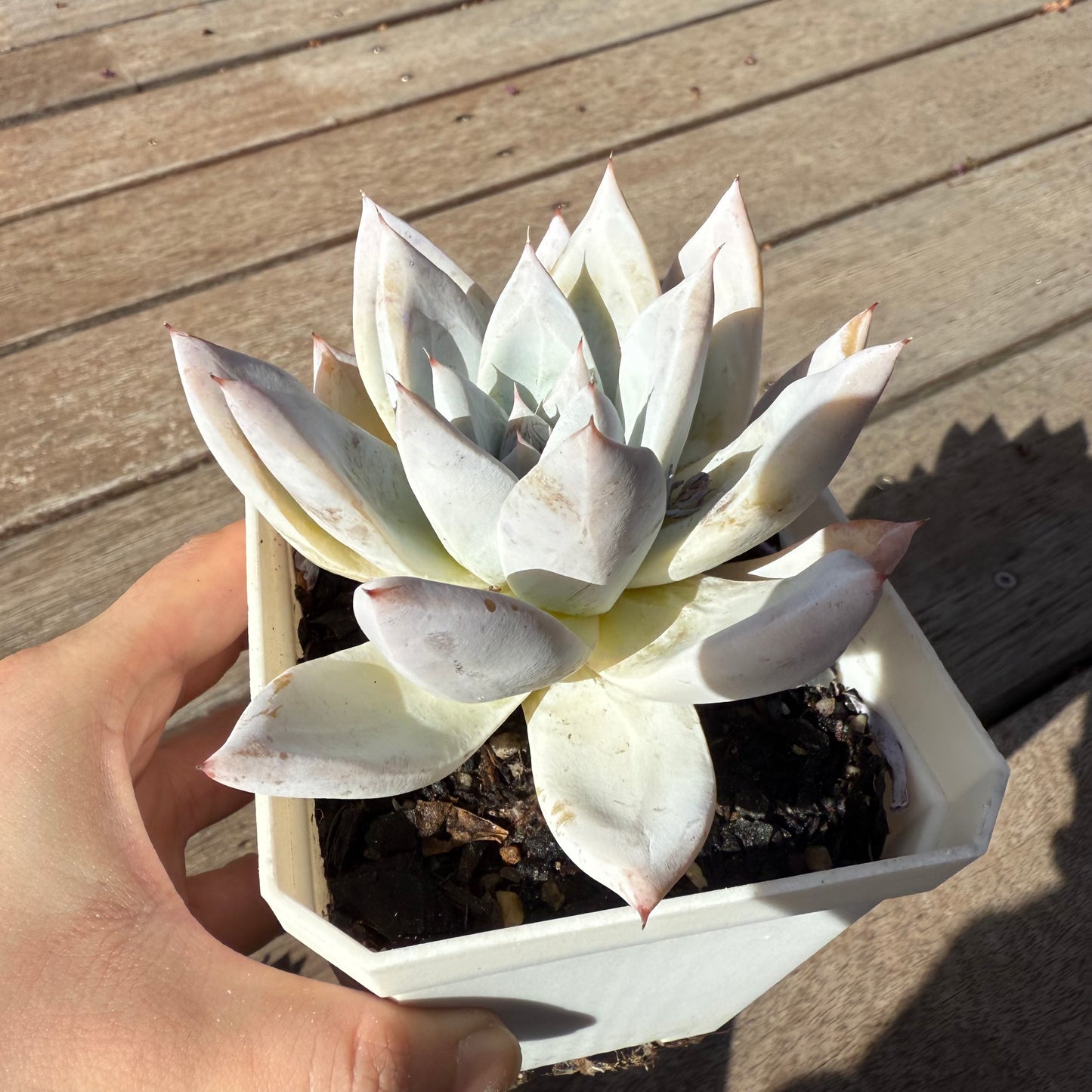 2503 墨西哥巨人