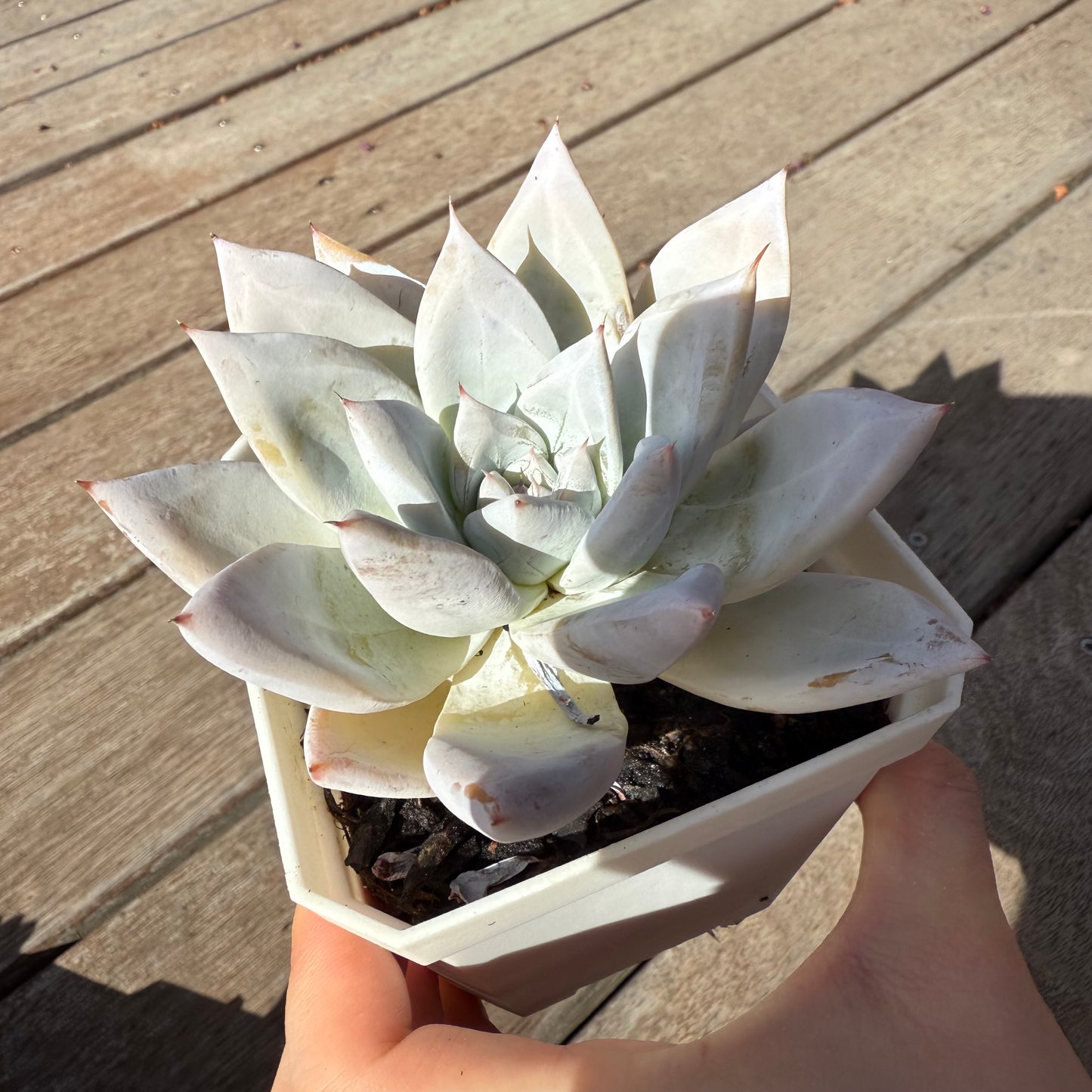 2503 墨西哥巨人