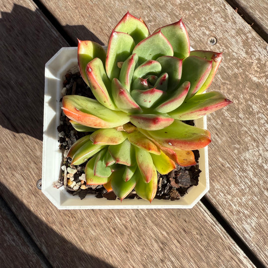 2503 Echeveria Agavoides Mocha