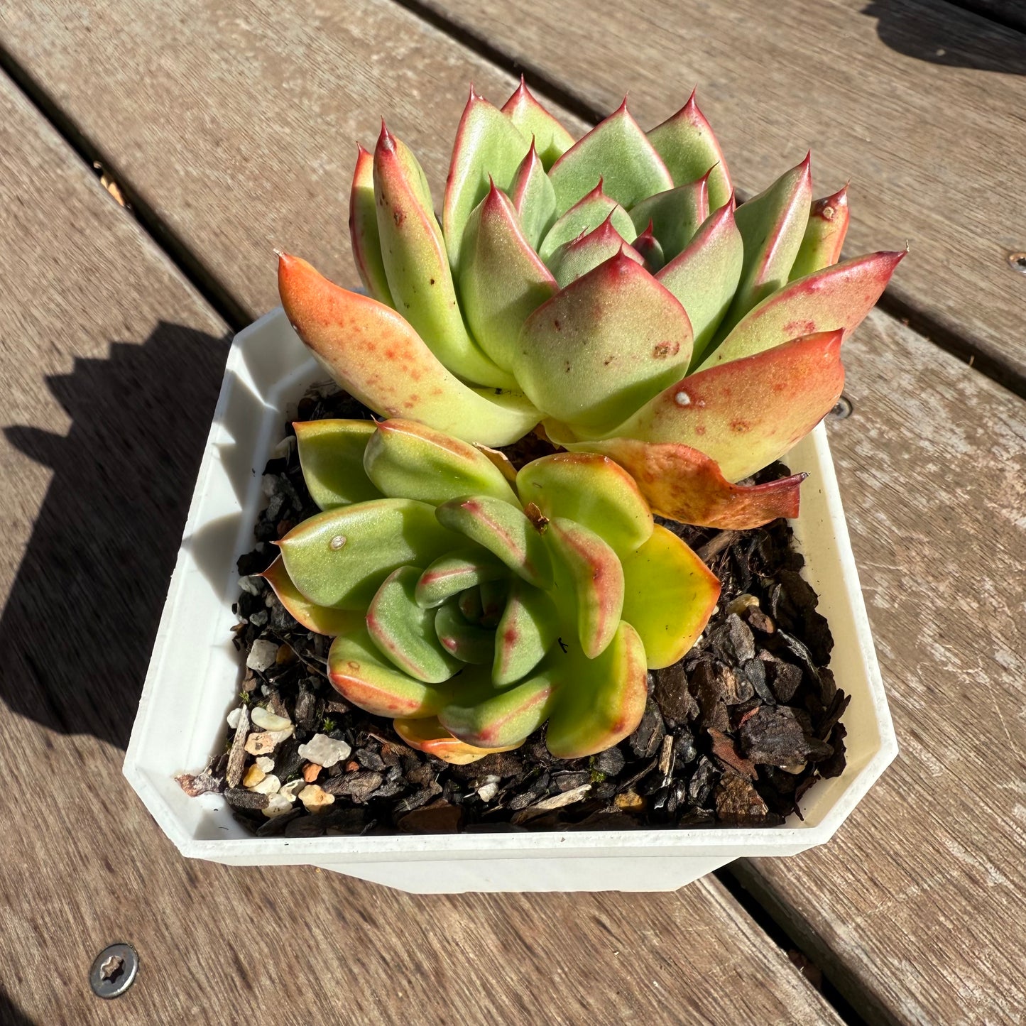 2503 Echeveria Agavoides Mocha