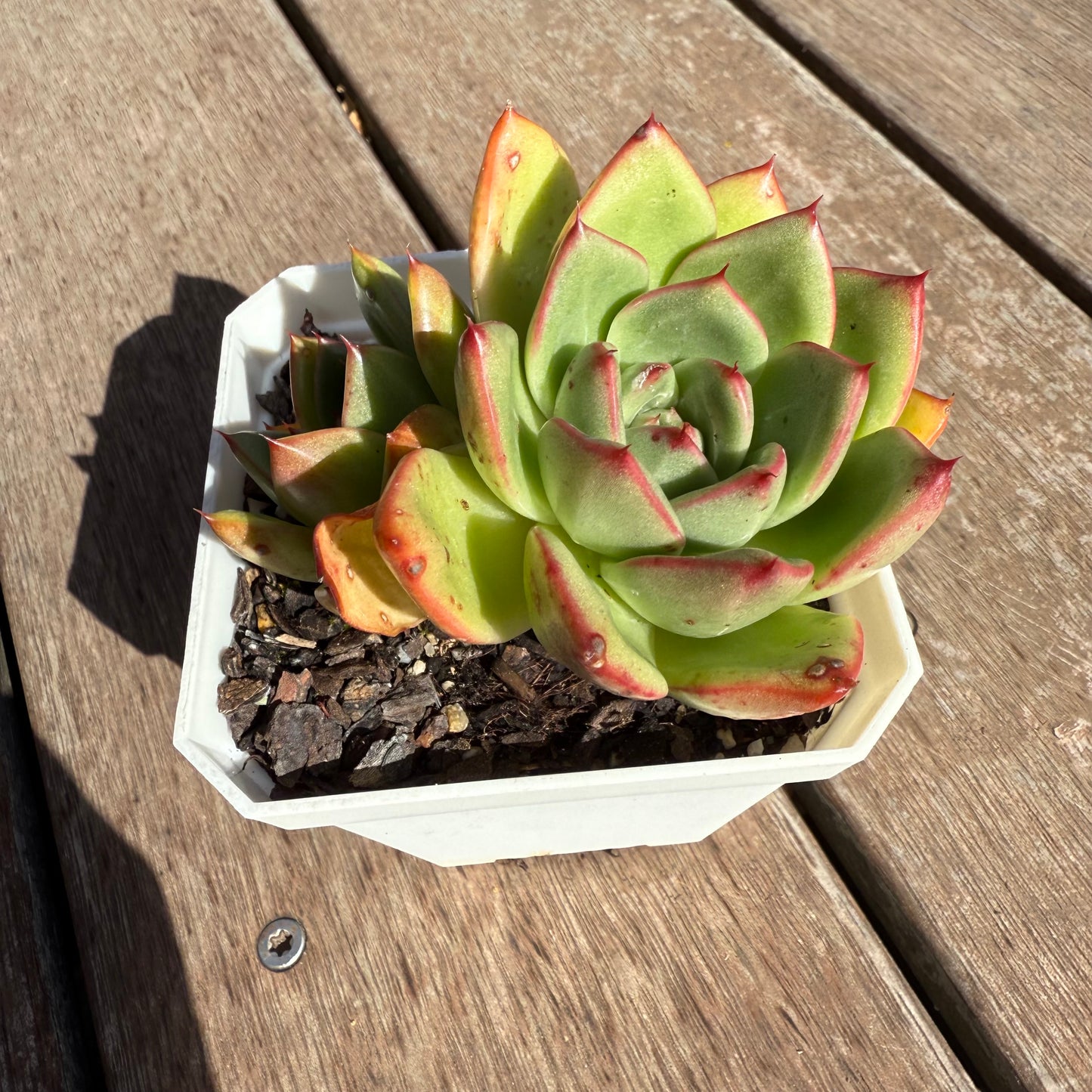 2503 Echeveria Agavoides Mocha