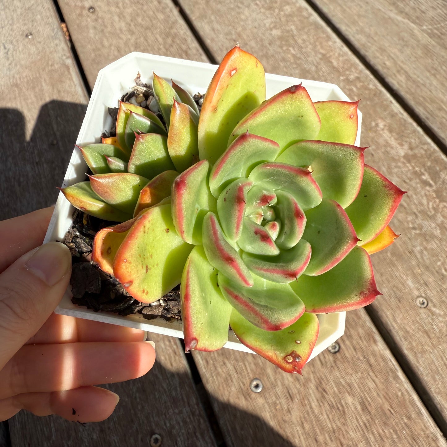 2503 Echeveria Agavoides Mocha