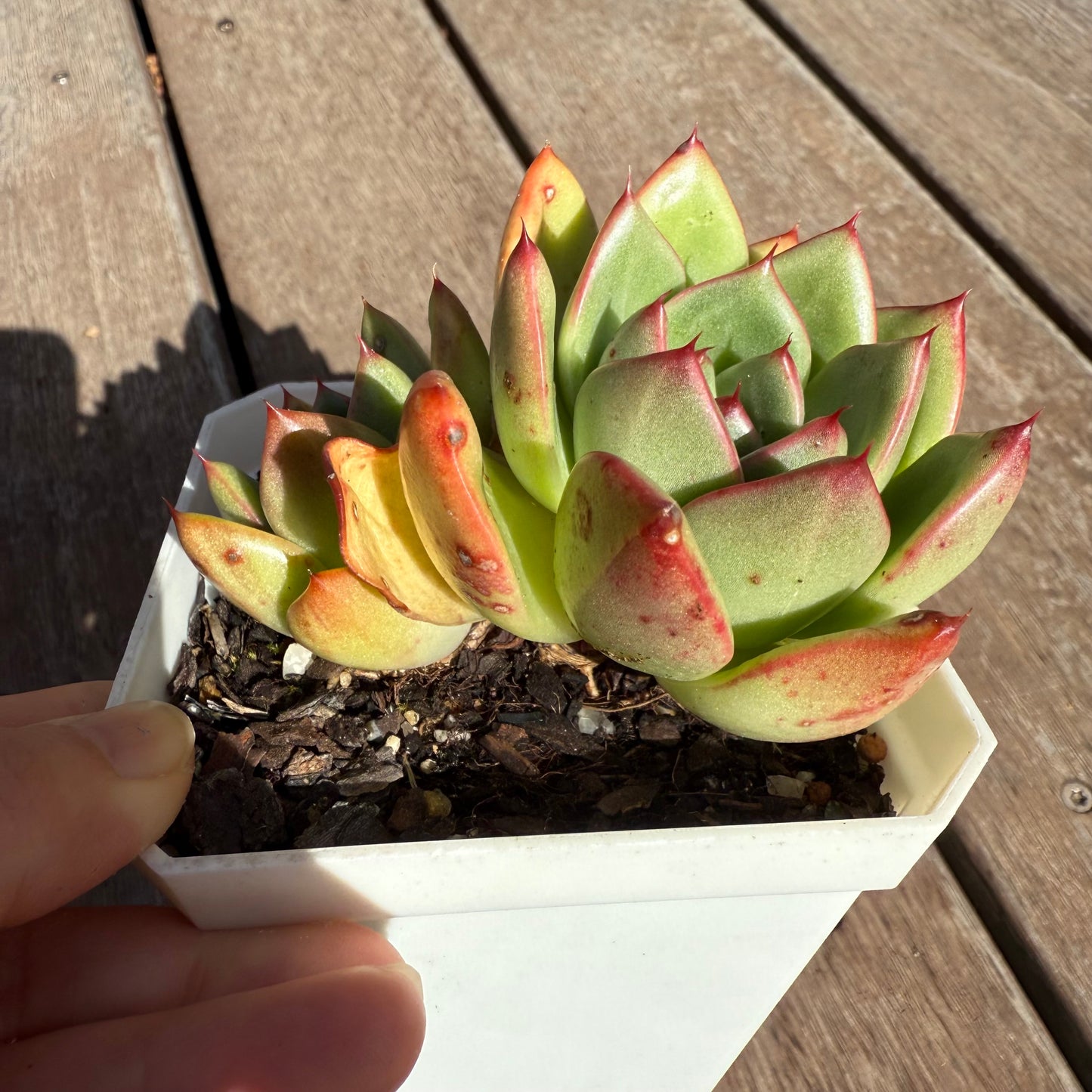 2503 Echeveria Agavoides Mocha
