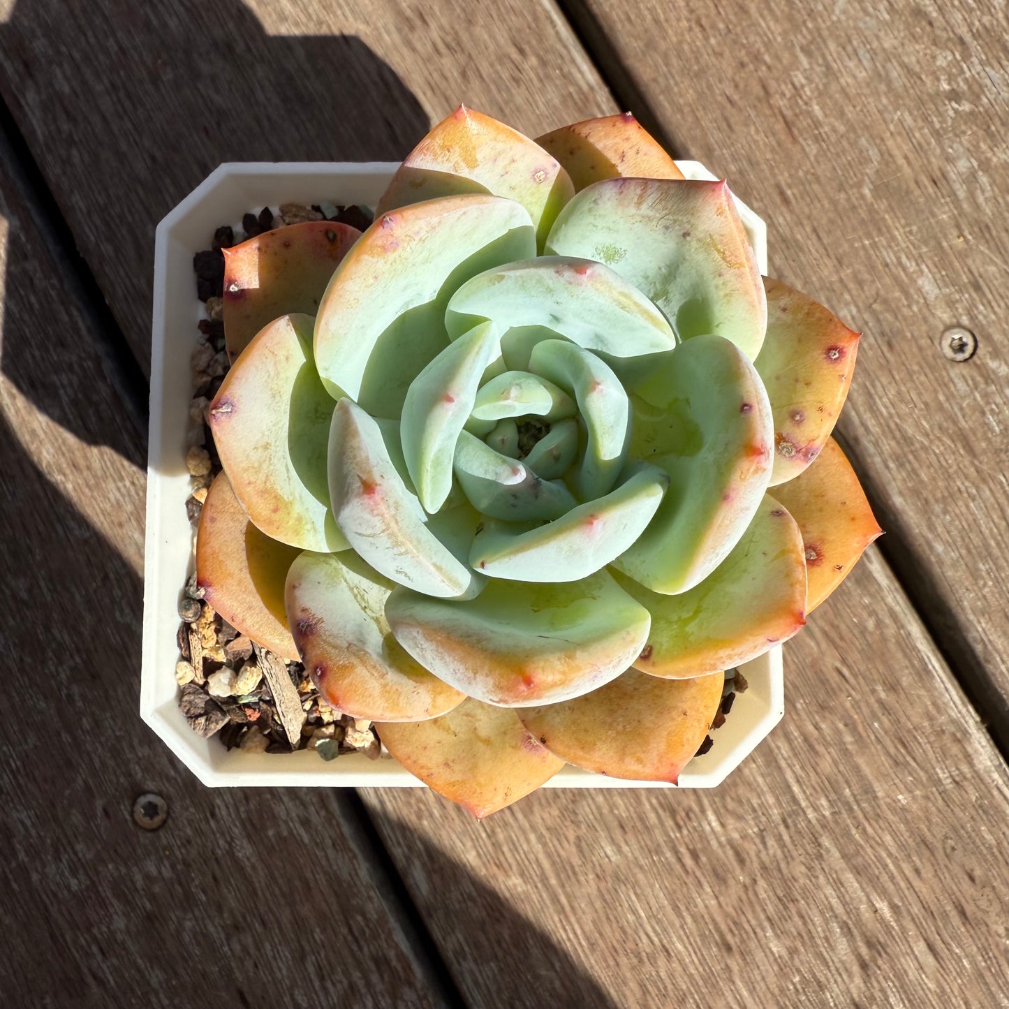 2503 Echeveria White Storm 'Byakuran'