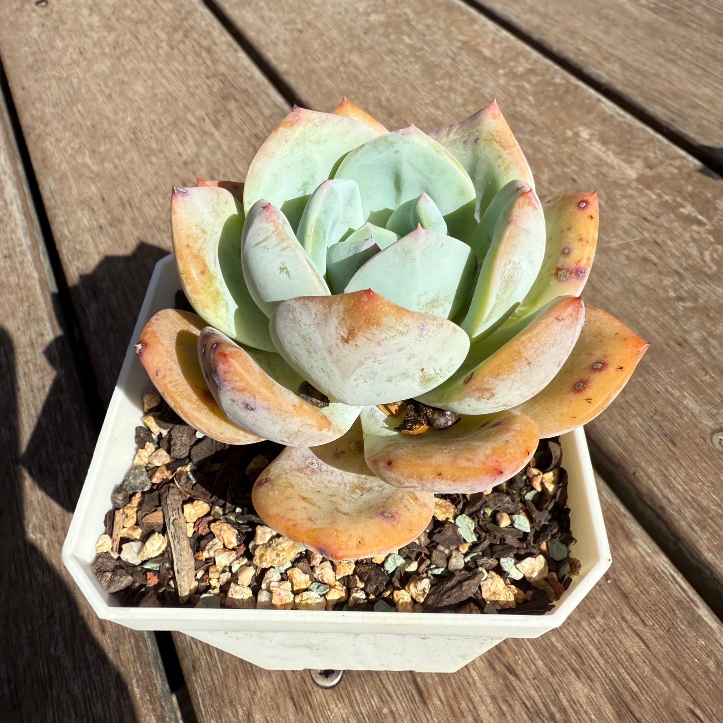2503 Echeveria White Storm 'Byakuran'