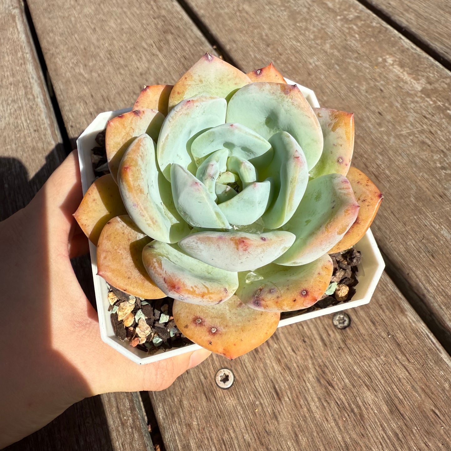 2503 Echeveria White Storm 'Byakuran'