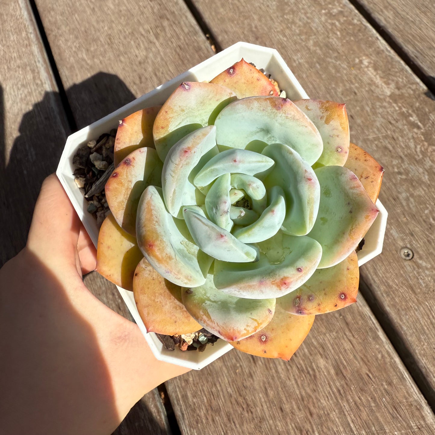 2503 Echeveria White Storm 'Byakuran'
