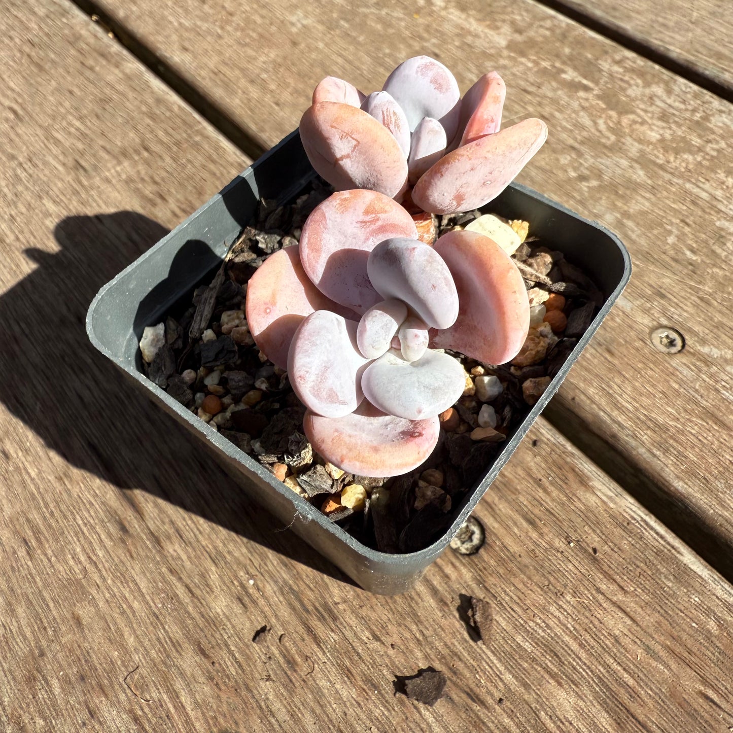 2503 Graptoveria Snow Peach