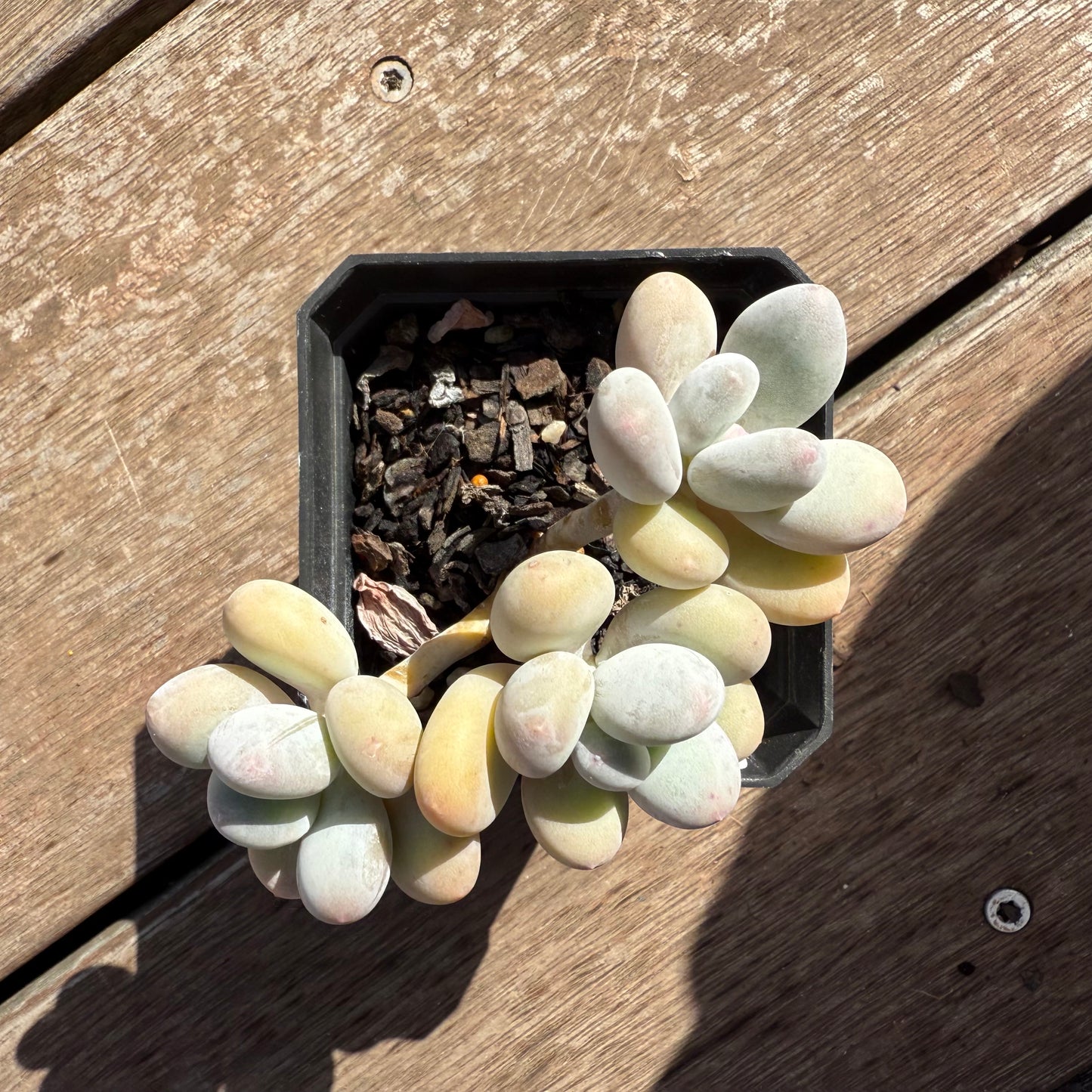 2503 Pachyphytum Orange Snowball