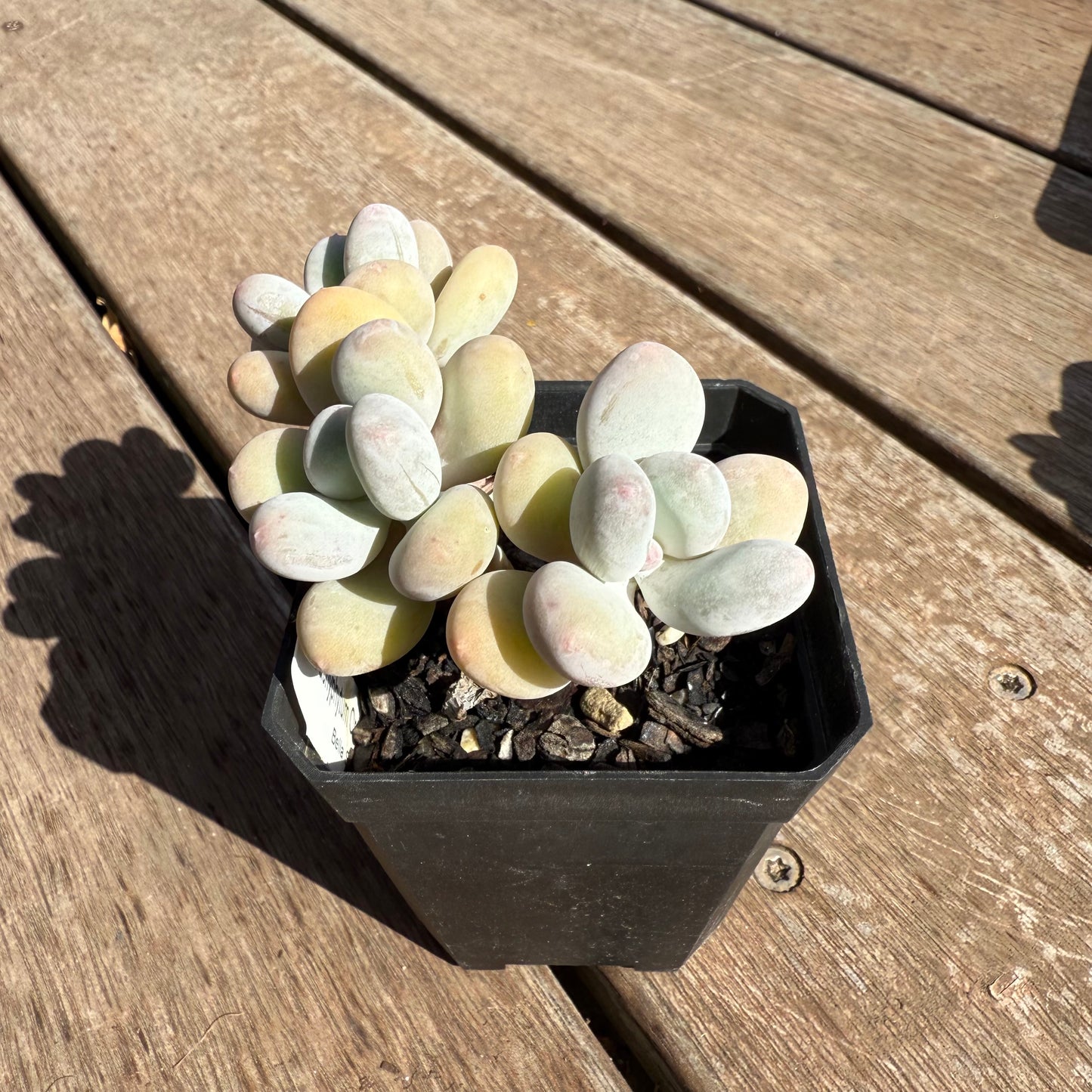 2503 Pachyphytum Orange Snowball