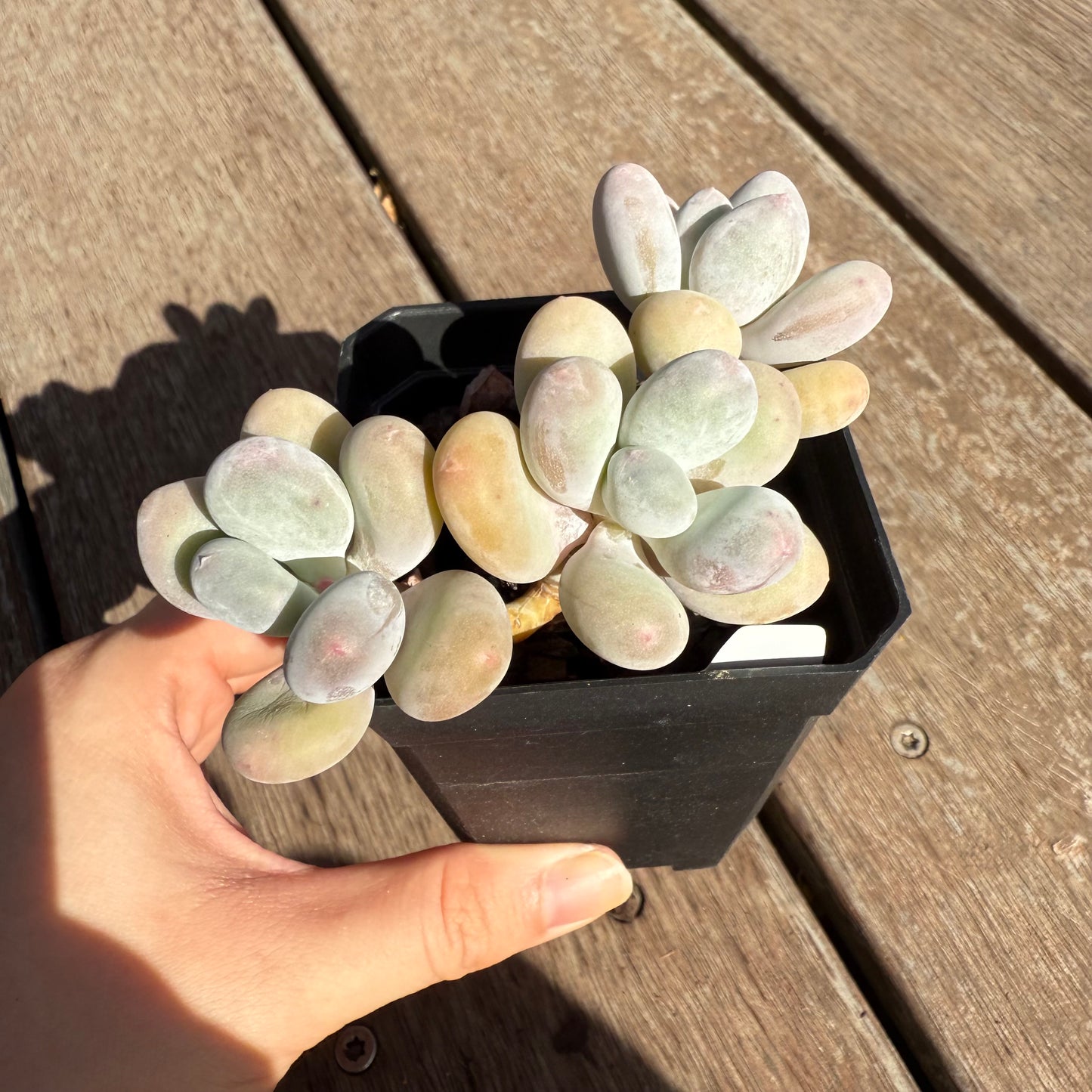 2503 Pachyphytum Orange Snowball