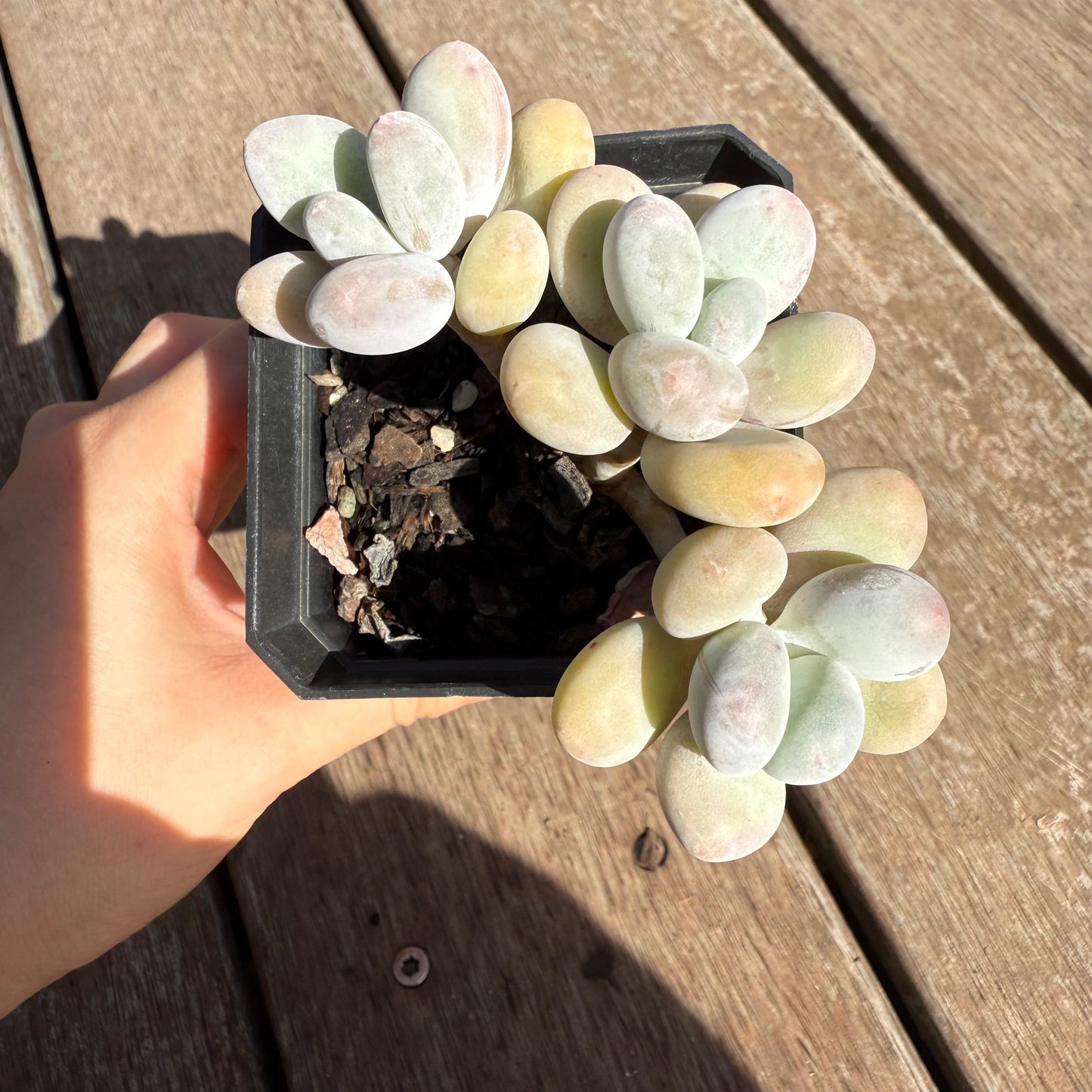 2503 Pachyphytum Orange Snowball